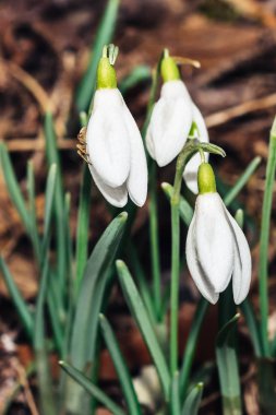Küçük ortak kardelen çiçek üzerinde örümcek ile erken baharda 