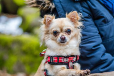 Ormandaki masada oturan ve fo bekliyor şirin chihuahua köpek