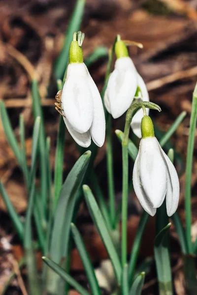 Küçük ortak kardelen çiçek üzerinde örümcek ile erken baharda 
