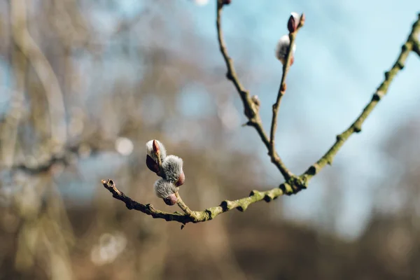 Nice fresh flowering pussy willow branches in early spring. Salix caprea (goat willow, also known as the pussy willow or great sallow) is a common species of willow native to Europe and western and central Asia.