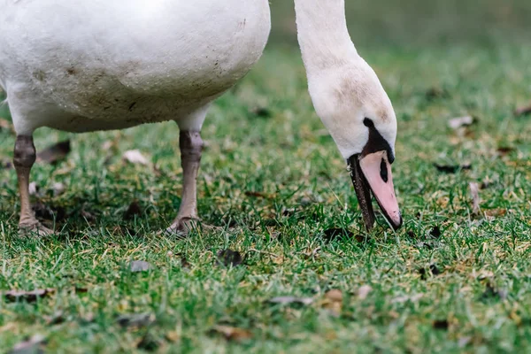 Cisne mudo bonito no inverno em neve — Fotografia de Stock