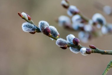 Güzel taze çiçekli Kukum dalları erken Bahar