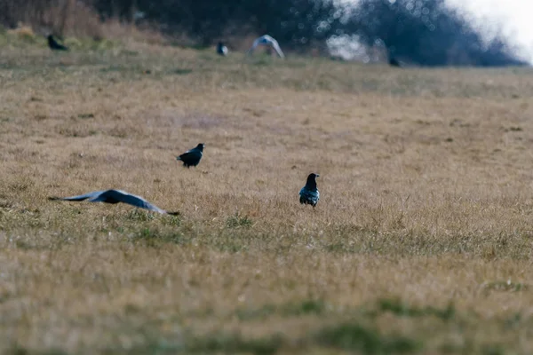 Les coqs cherchent de la nourriture sur le terrain. Aussi connu comme corbeau ou Corvus — Photo