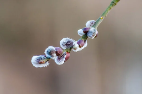 Schöne frisch blühende Weidenzweige im zeitigen Frühling — Stockfoto