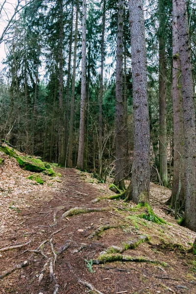Sentiero escursionistico nella foresta — Foto Stock
