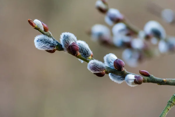 Schöne frisch blühende Weidenzweige im zeitigen Frühling — Stockfoto