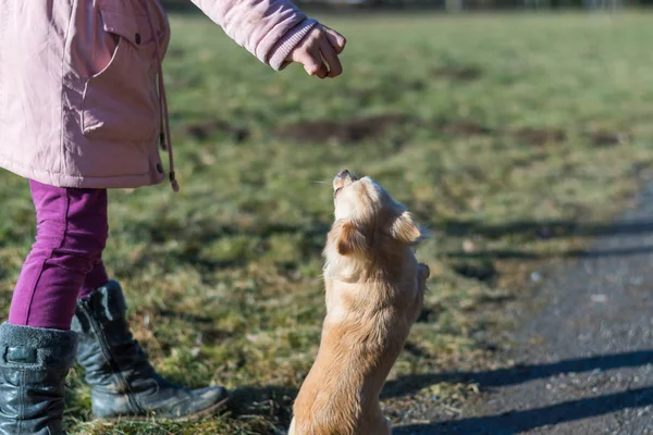 Köpeği ile bir sahada oynayan genç kiremit — Stok fotoğraf