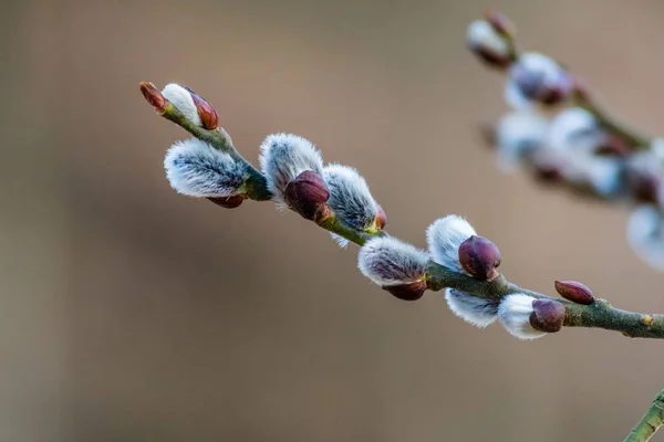 Schöne frisch blühende Weidenzweige im zeitigen Frühling — Stockfoto