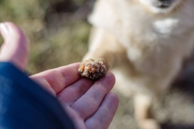 İnsan ve küçük köpek, titreyen el ve pençe arasındaki dostluk