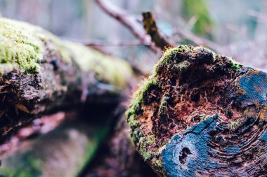 Kesilmiş ağaç işleme için hazır