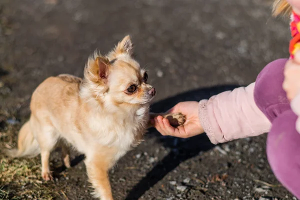 İnsan ve küçük köpek, titreyen el ve pençe arasındaki dostluk — Stok fotoğraf