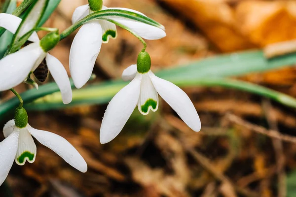 Kleine gemeenschappelijk snowdrop bloem in het vroege voorjaar in het bos — Stockfoto