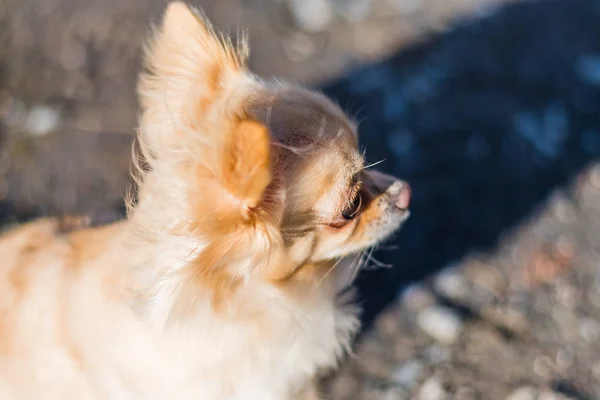Portre sevimli bir Chihuahua bir çim üzerinde oturan ve arou arıyorsunuz — Stok fotoğraf