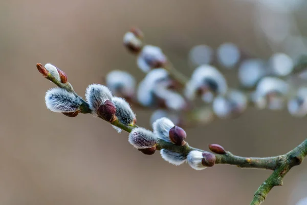 Belle chatte fraîche à fleurs branches de saule au début du printemps — Photo