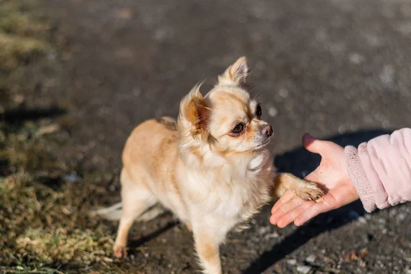 İnsan ve küçük köpek, titreyen el ve pençe arasındaki dostluk