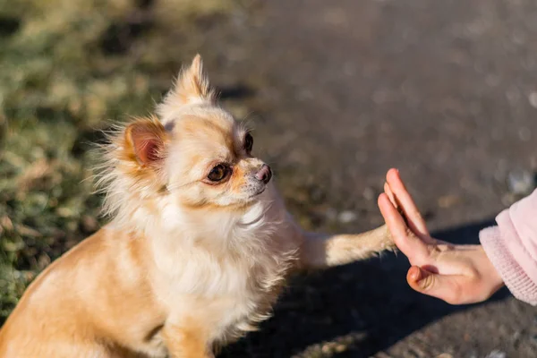 Young gril playing with her dog outside on a field — Stock Photo, Image