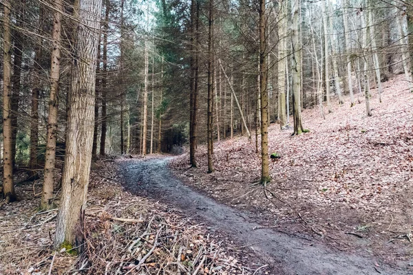 Sentiero escursionistico forestale in una foresta profonda. Sulla collina. — Foto Stock