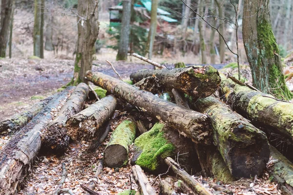 Alberi tagliati pronti per la lavorazione — Foto Stock