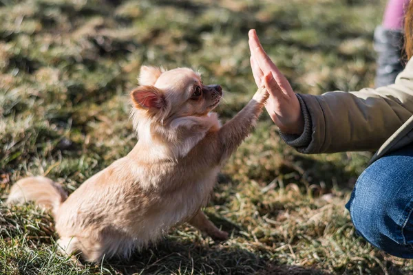 Köpeği ile bir sahada oynayan genç kiremit