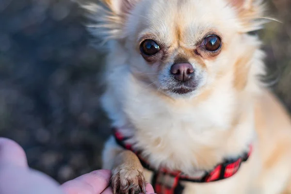 İnsan ve küçük köpek, titreyen el ve pençe arasındaki dostluk — Stok fotoğraf