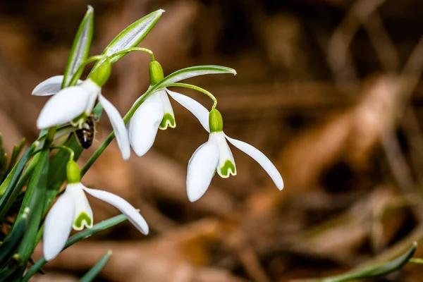 Kleine gemeenschappelijk snowdrop bloem in het vroege voorjaar in het bos — Stockfoto