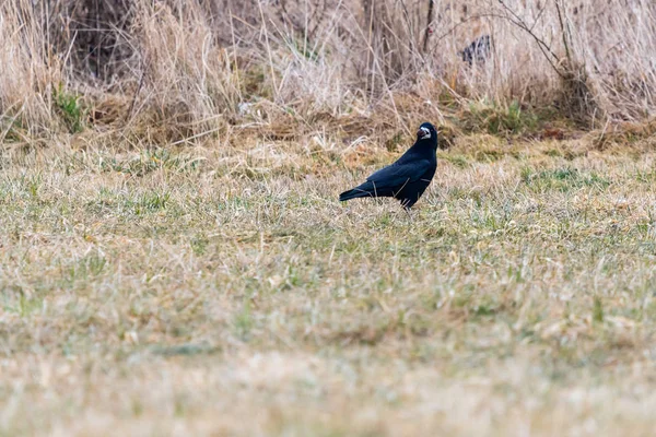 La tour cherche de la nourriture sur le terrain. Il a une grosse noix dans le bec. — Photo