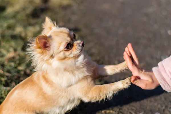 Giovane grilla giocare con il suo cane fuori su un campo — Foto Stock