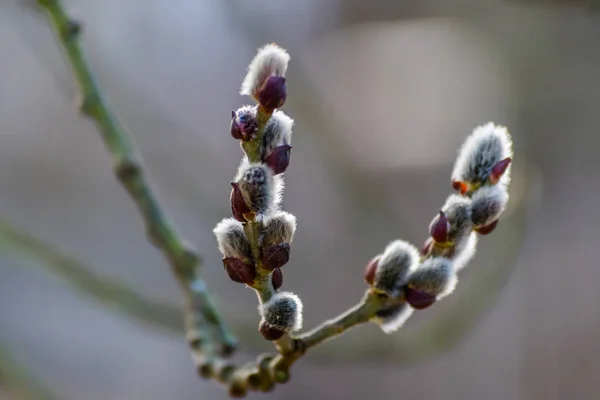 Belle chatte fraîche à fleurs branches de saule au début du printemps — Photo