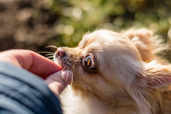 Portre sevimli bir Chihuahua bir eli bir çerez ile besleme — Stok fotoğraf