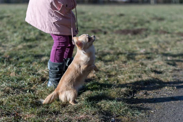 Young gril playing with her dog outside on a field — Stock Photo, Image