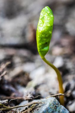 Dünya'dan büyüyen bir küçük yeşil bitki