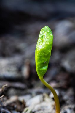 Dünya'dan büyüyen bir küçük yeşil bitki