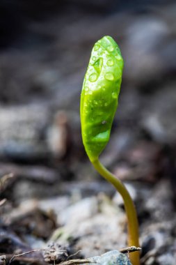 Dünya'dan büyüyen bir küçük yeşil bitki