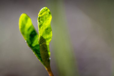 Dünya'dan büyüyen bir küçük yeşil bitki