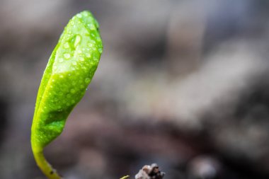 Dünya'dan büyüyen bir küçük yeşil bitki