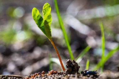 Dünya'dan büyüyen bir küçük yeşil bitki