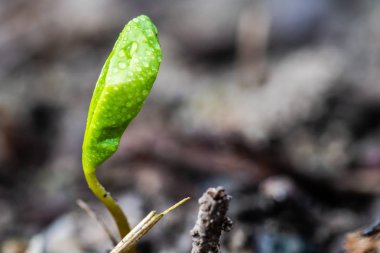 Dünya'dan büyüyen bir küçük yeşil bitki