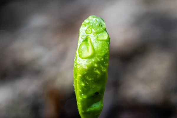 Malá zelená rostlina vyrůstající ze země — Stock fotografie