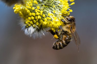 Bal arısı (Apis mellifera) keçi Wil sarı çiçek pollinating