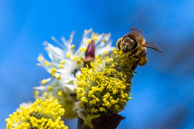 Bal arısı (Apis mellifera) keçi Wil sarı çiçek pollinating