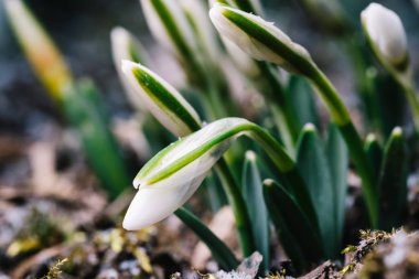 Kardelen (Galanthus nivalis bilinen ilk bahar çiçek)