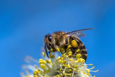 Bal arısı (Apis mellifera) keçi Wil sarı çiçek pollinating