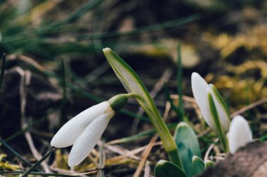 Kardelen (Galanthus nivalis bilinen ilk bahar çiçek)