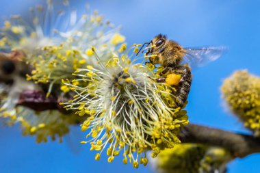 Bal arısı (Apis mellifera) keçi Wil sarı çiçek pollinating