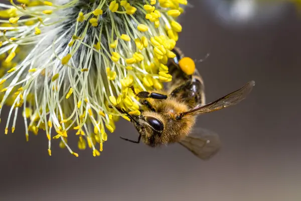 Медовая пчела (Apis mellifera) опыляет желтый цветок Goat Wil — стоковое фото