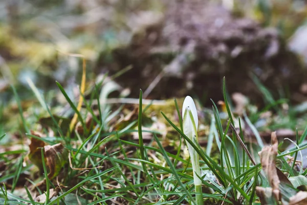 Az első tavaszi virág, hóvirág (Galanthus nivalis néven) — Stock Fotó