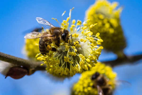 Медовая пчела (Apis mellifera) опыляет желтый цветок Goat Wil — стоковое фото