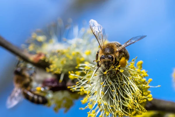 Медовая пчела (Apis mellifera) опыляет желтый цветок Goat Wil — стоковое фото