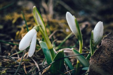 Kardelen (Galanthus nivalis bilinen ilk bahar çiçek)