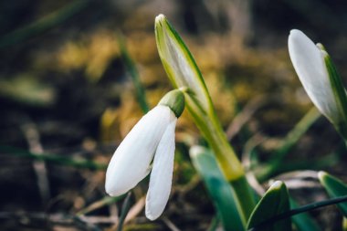 Kardelen (Galanthus nivalis bilinen ilk bahar çiçek)